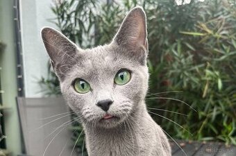 Ruská modrá mačka