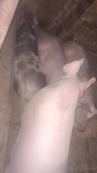 Predám  jatočne ošipane  ČITAŤ CELÍ  INZERAT