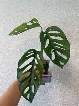 Monstera Adansonii Mint