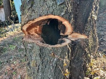 Výrub stromov, Rizikový orez, Starostlivosť o zeleň