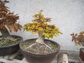 bonsai,bonsaj-hrab 26