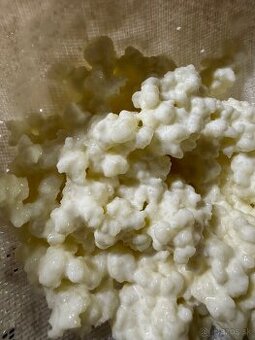 Kefírove zrná na domáci kefír / tibetská huba