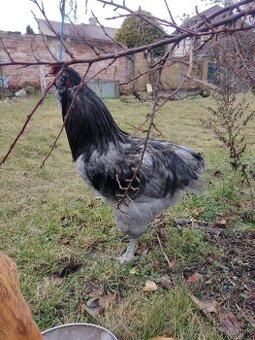 Kohút ARAUCAN zo Záhoria