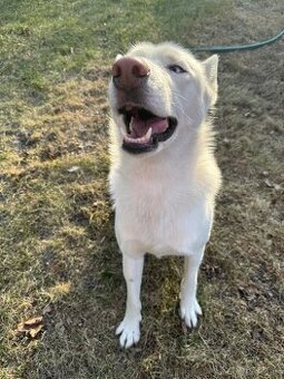 Sibirsky husky