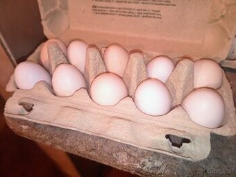 Ayam cemany