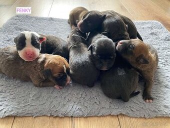 Šteniatka - Americký stafordšírsky teriér (Amstaff, Staford)