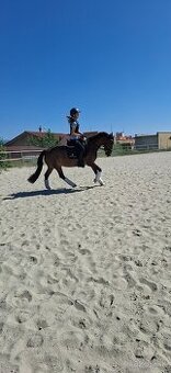 Predám 10 ročnú welsh cob kobylu
