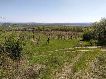 Vinice Čajkov - Sádovské