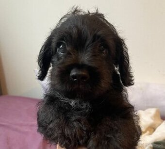 Fluffy francúzsky buldoček
