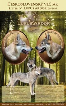 československý vlčiak s PP (FCI)