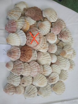 Mušle