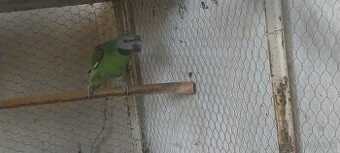 Alexander fúzatý ružovoprsí