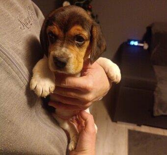 Bigl Bígl Beagle Bigel šteniatka
