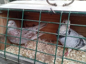 Poštové holuby  rôzne strakate farby