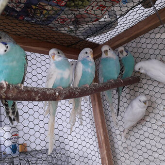 predám andulky a zebričky