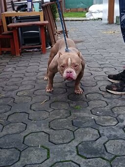 J&K bullys "American bully pocket, Symbolicka cena