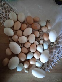 Násadové vajíčka - 1