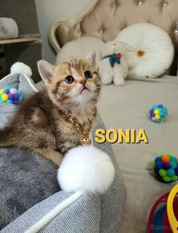 Škótske mačiatka s PP/F.TICA 2