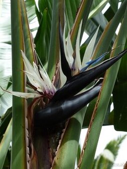 Strelitzia nicolai - semená