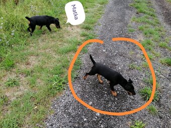 Jagdterrier