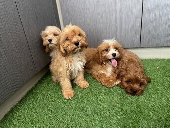 cavapoo steniatka