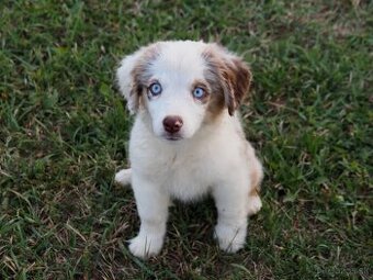 Miniatúrny americký ovčiak s PP- s rodokmeňom