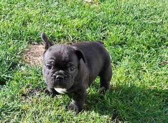 Francuzský buldoček