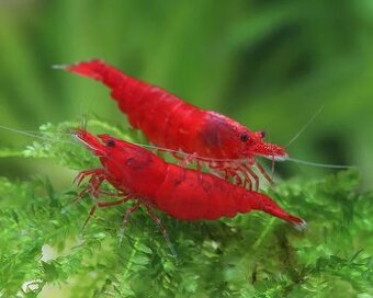 Červené krevetky Neocardinia