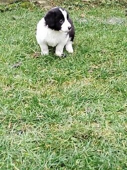 Ponúkam šteniatka border kolia–otec, matka-krizenres Skalica