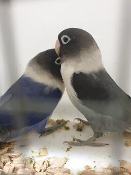 Agapornis škraboškový