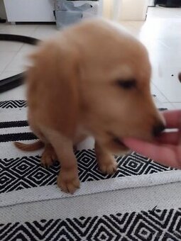 Predám posledné šteniatko Zlatého retvivera