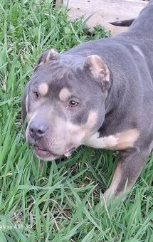 American bully - krytie