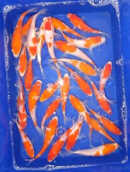 Koi kapor/ koi kapre/jazierkove ryby