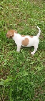 Jack russel terier šteniatka