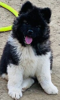 Americka akita bez pp