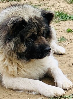 Americka akita bez pp