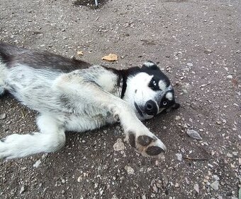 Husky