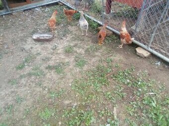 Predám kohútov 🐔