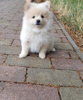 Pomeranian