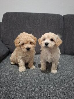 Maltipoo