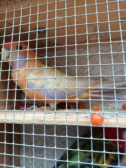 Rozela,, Mutácie Rosela, Oranž-Pastel