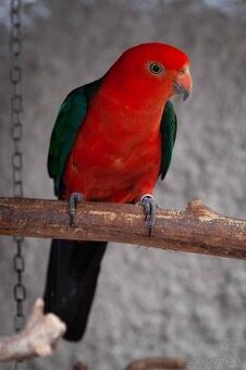 Papagáj královský