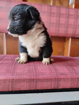 Ďakujeme šteniatka