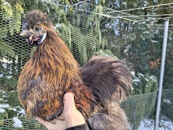 Predám kohúta hodvábnicky