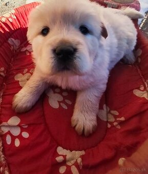 Čau čau x Labrador