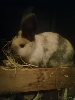 Predám izbové zajačiky