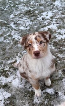 Australsky ovciak s PP