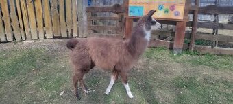 LAMA KROTKÁ