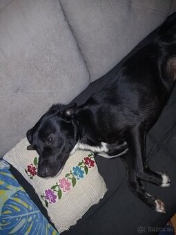 Staffy