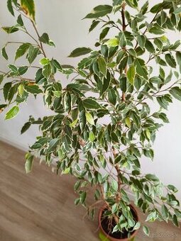 Ficus benjamina